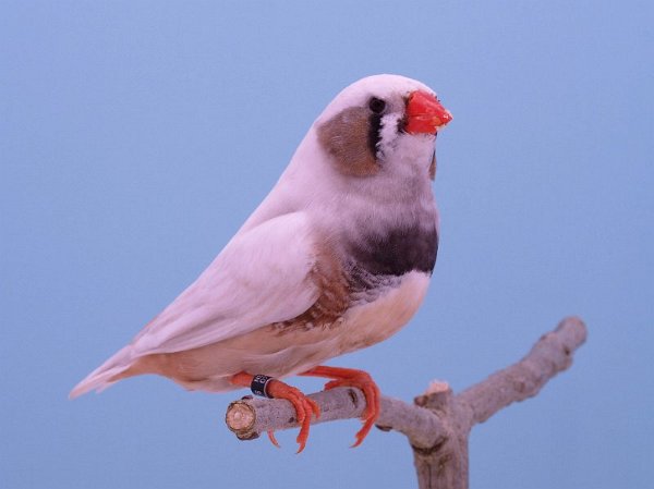 Wang grijs man P1242573